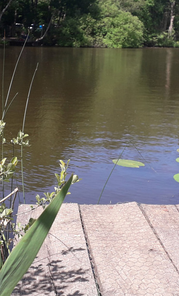 view of wildflowers and a jetty the park
