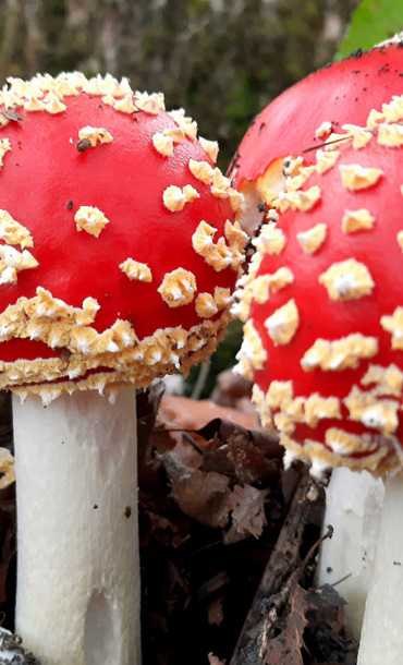 fly agaric mushrooms